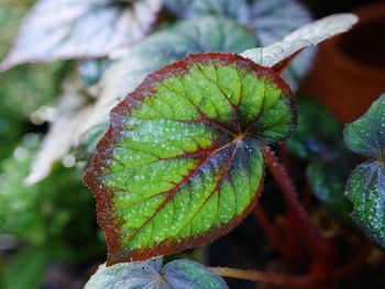 Close-up of fresh green leaves on land