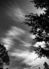 Low angle view of silhouette tree against sky