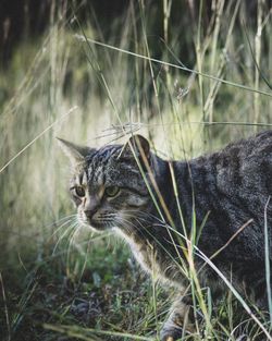 Cat looking away on field