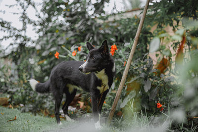 View of a black dog on land