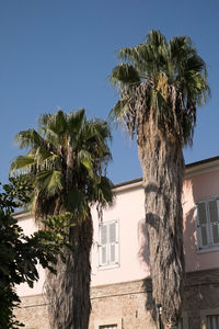 Low angle view of palm tree by building against sky