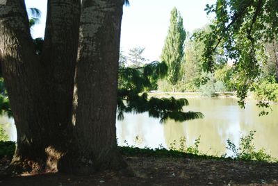 Scenic view of lake in forest against sky