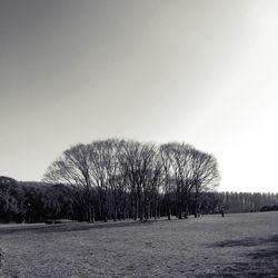 Bare trees on field against clear sky