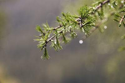 Close-up of raindrops on tree