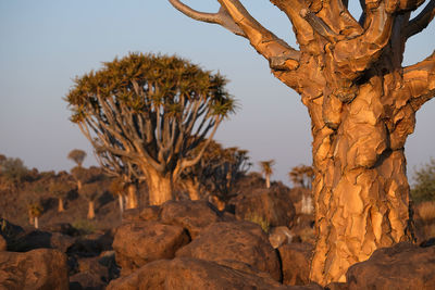 Rock formation amidst trees against sky