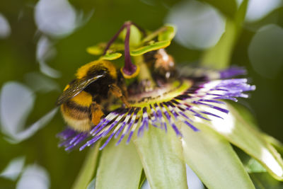 Close-up of honey bee pollinating on purple flower