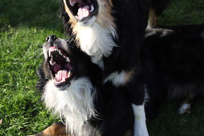 View of dog on field