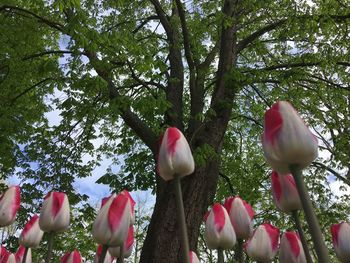 Low angle view of pink flowering plants against trees