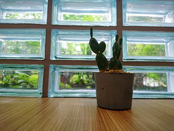 Close-up of potted plant on window sill