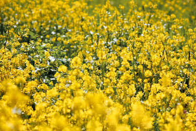 Full frame shot of oilseed rape field