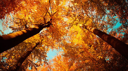 Low angle view of autumn trees