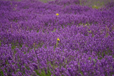 High angle view of purple flowers growing on field