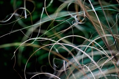 Detail shot of plants