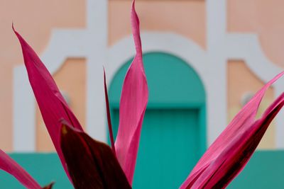 Close-up of flower