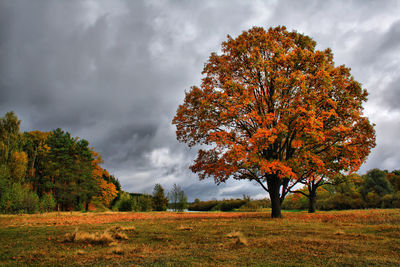 Autumn tree on field against sky