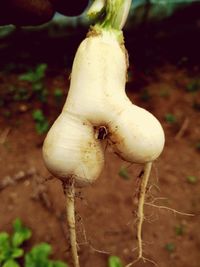 Close-up of mushroom growing outdoors