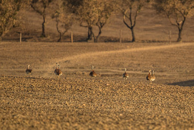 Flock of birds on the land