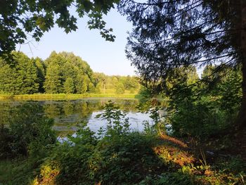 Scenic view of lake in forest against sky