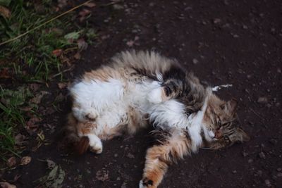 High angle view of dog relaxing outdoors