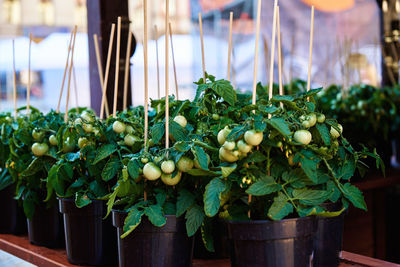 Green tomato in pots for sale at farmer market