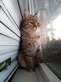 Cat sitting on window