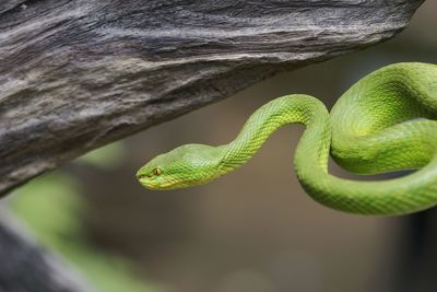 Close-up of green lizard on branch