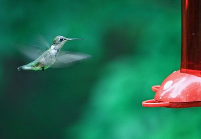 Close-up of bird flying