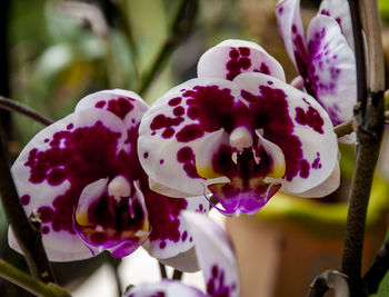Close-up of purple orchids
