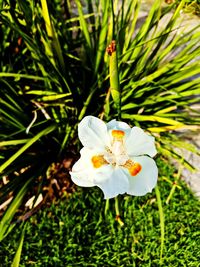 Close-up of white flowering plant on field