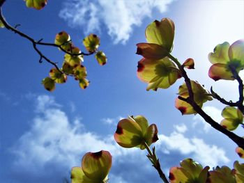 Low angle view of flowering plant against sky