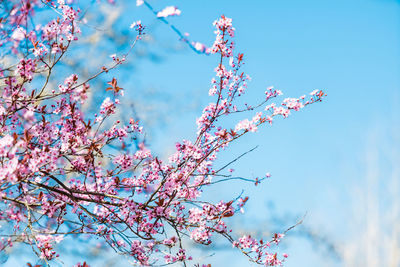 Low angle view of cherry blossoms against sky