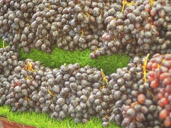 High angle view of fruits growing on field
