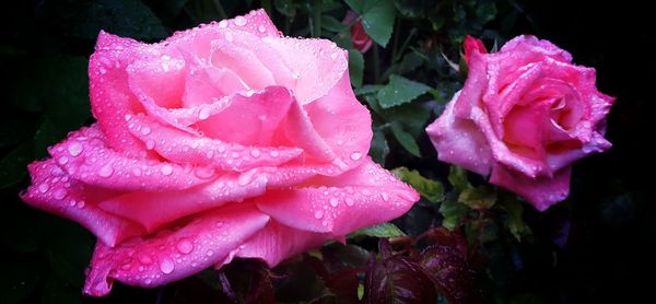 Close-up of pink rose