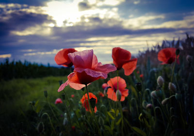 Close-up of red flowers blooming in field