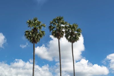 Low angle view of coconut palm trees against blue sky