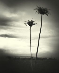 Palm trees against sky