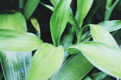 Close-up of fresh green plant