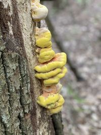 Close-up of pumpkin on tree trunk