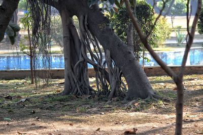 Trees in park