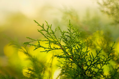 Close-up of yellow flowering plant on field