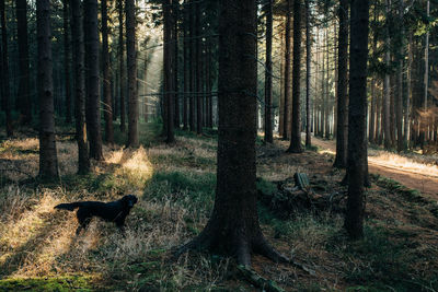 View of a forest