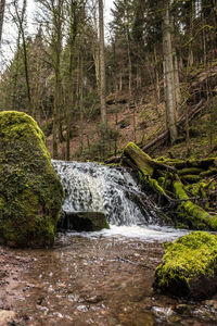 Scenic view of waterfall in forest