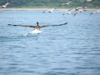View of birds in water