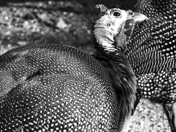 Close-up of birds on land