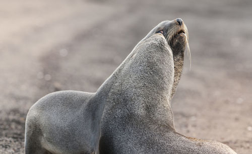 Close-up of seal