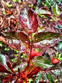 Close-up of wet red leaves on tree