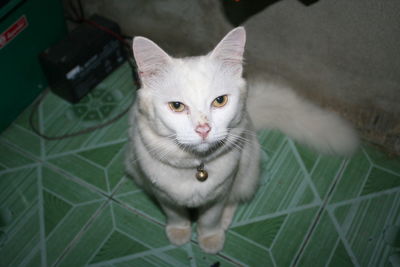 High angle portrait of white cat