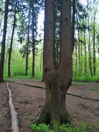 Pine trees in forest