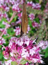 Close-up of butterfly pollinating on pink flower