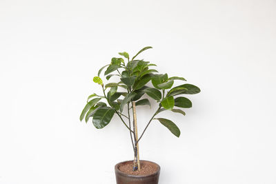 Close-up of potted plant against white background